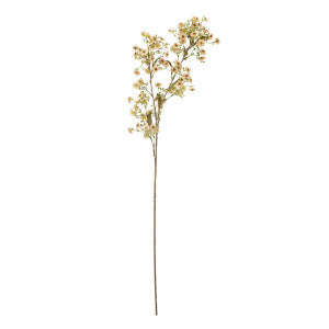 ענף פרח שעווה Waxflower