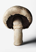 ספר מתכונים - The Gourmand's Mushroom