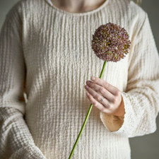 ענף פרח אליום Allium - חום